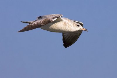 Gull Flight