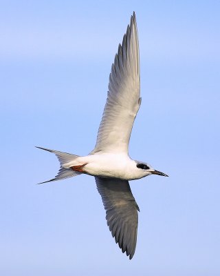 Tern Fly-by