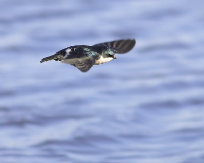 Tree Swallow over water