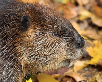 Hello Beaver!
