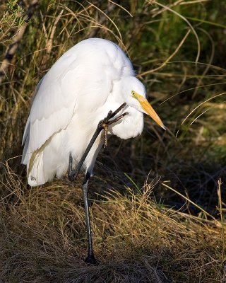 Friendly Egret