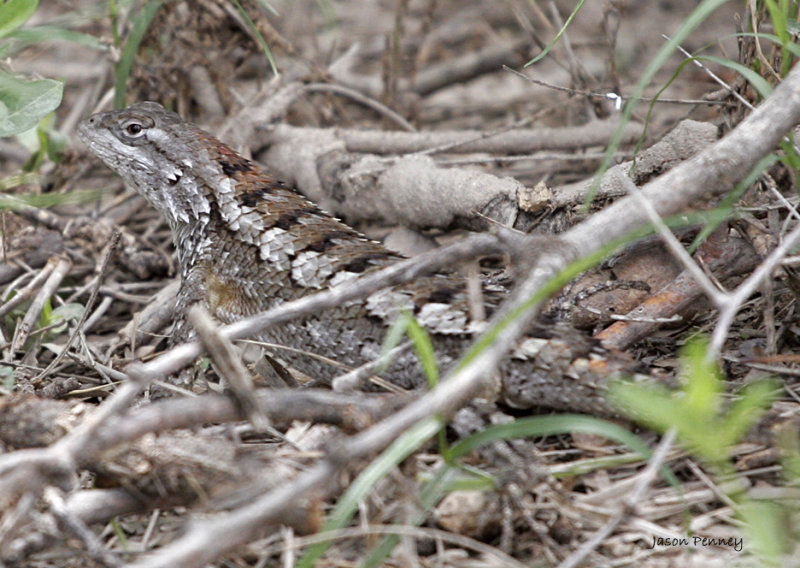 Texas Spiny Lizard (Sceloporus olivaceus)