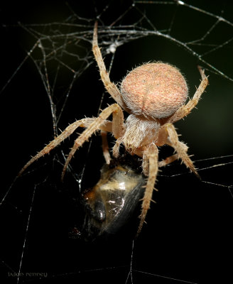 Tropical Orb Weaver