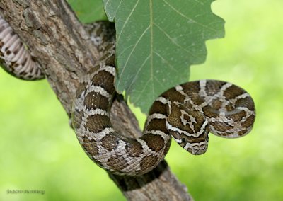 Great Plains or Emory's Ratsnake - Elaphe guttata emoryi