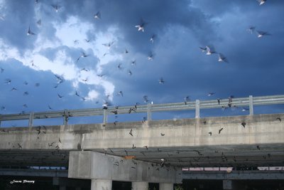 Mexican Free-tailed bats streaming out from under highway 90 bridge in Medina County, Texas.