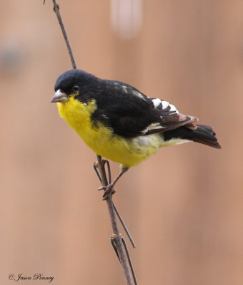 Lesser Goldfinch (male)