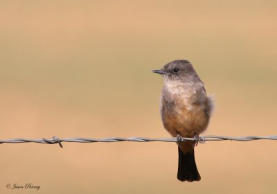 Say's Phoebe (Sayornis saya)