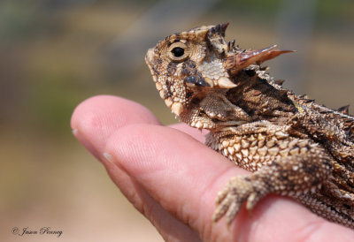 Moving a horned lizard off the roadway...