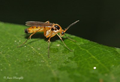 Fungus Gnat