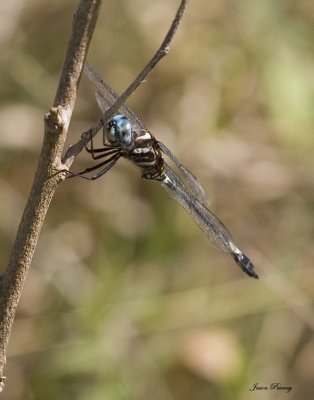 Pale Face Clubskimmer - Brechmorhoga mendax