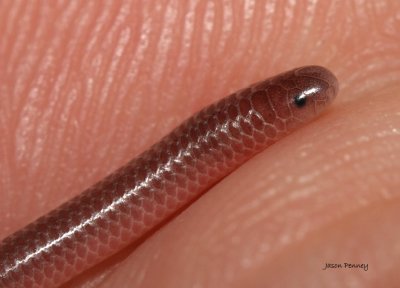 Plains Blind Snake - Leptotyphlops dulcis
