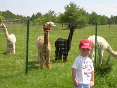 charlie with the alpacas