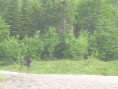 moose in road