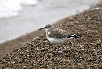 Young Sabine's gull