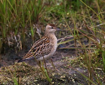 Sharp-tailed sandpiper