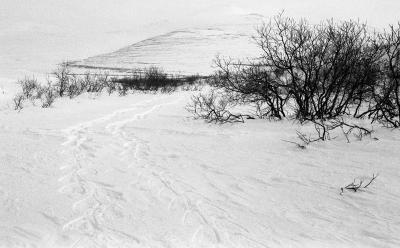 snow shoeing