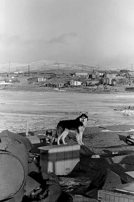 g3/34/579634/3/55099793.dogs03.jpg