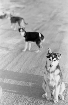 g3/34/579634/3/55103010.dogs10.jpg