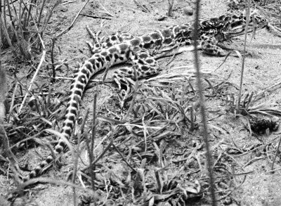 leopard-3.jpg