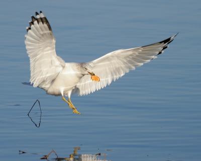 Water Birds