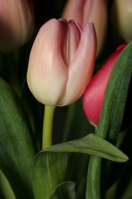 IMG_1668.JPG