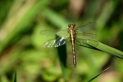 IMG_0990P.jpg