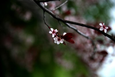 IMG_8441P.jpg