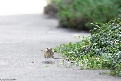 Chipmunk1.jpg