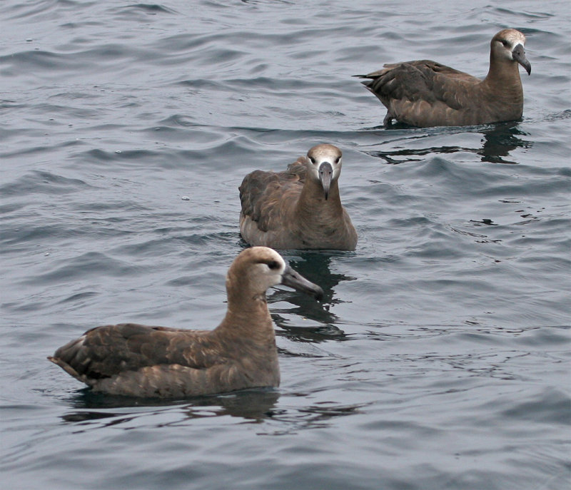 Black-footed Albatross trio