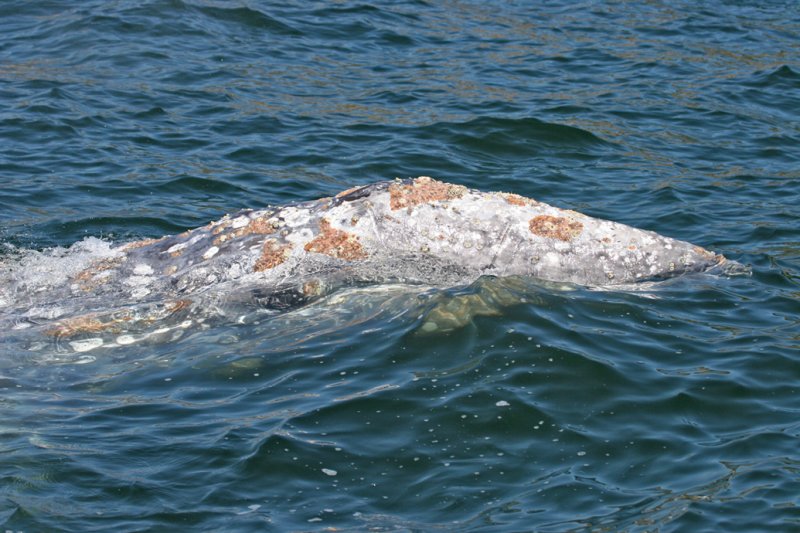 Baby Gray Whale