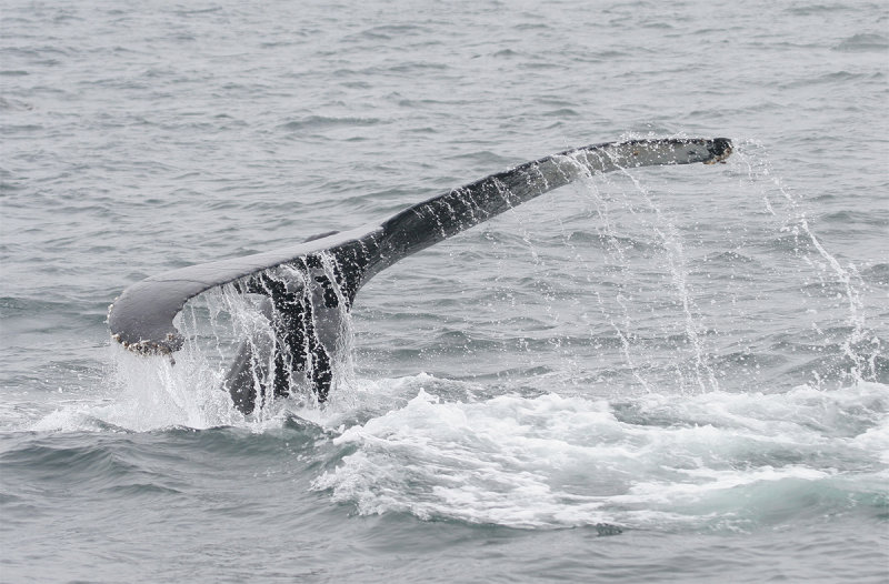 Humpback Whale - flukes