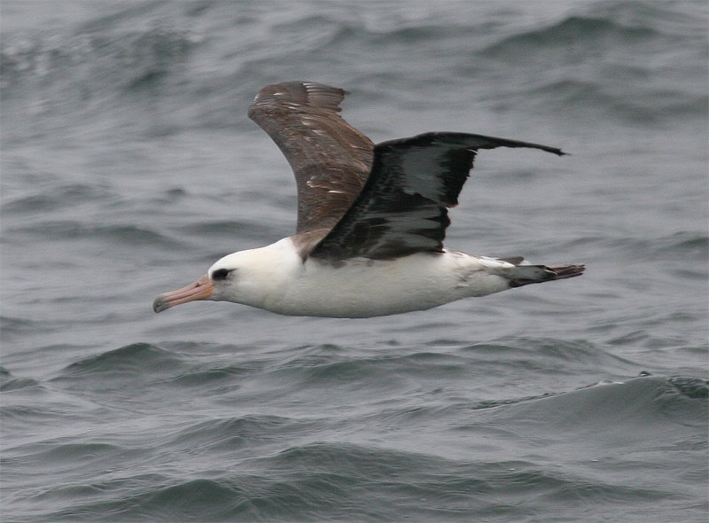 Laysan Albatross in flight