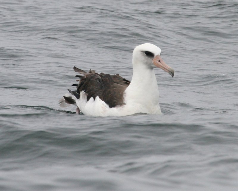 Laysan Albatross