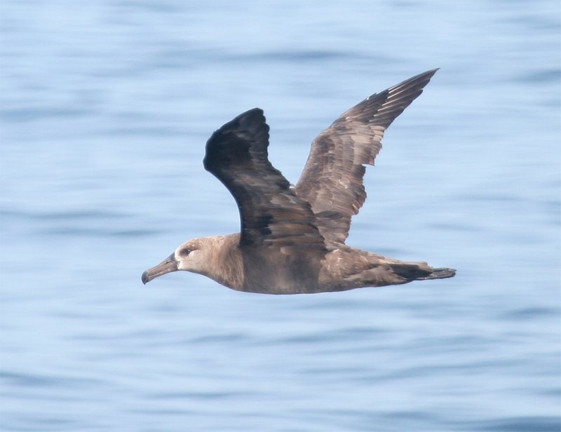 Black-footed Albatross  8-29-08 - Monterey Bay