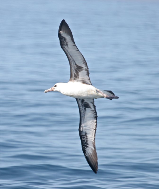 Laysan Albatross 8-29-08 - Monterey Bay