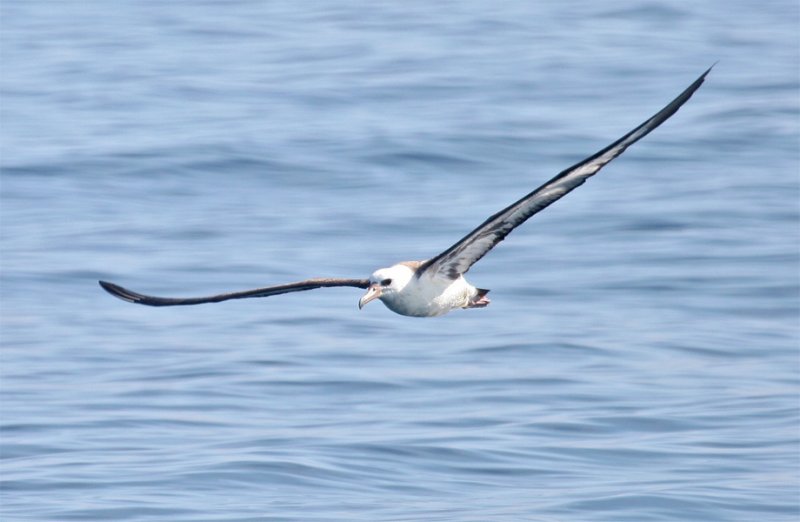 Laysan Albatross - post wing on water