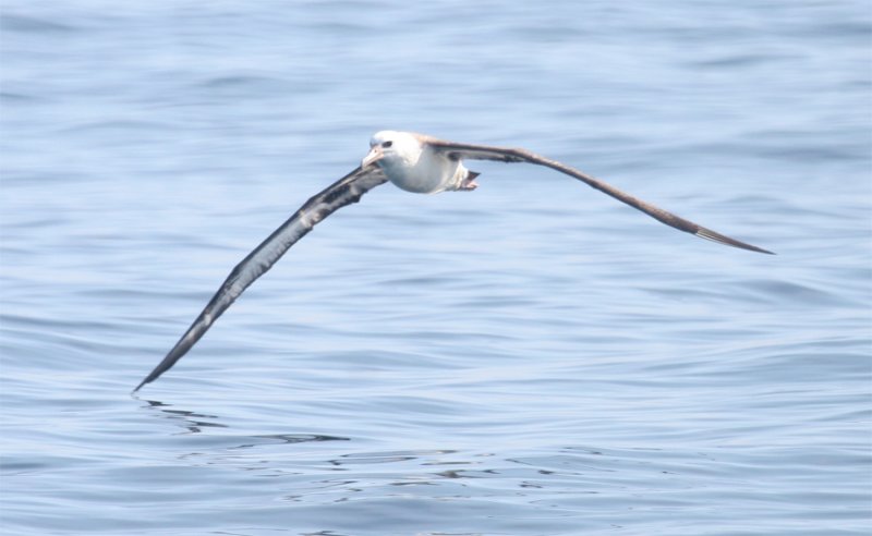 Laysan Albatross -wing just above water