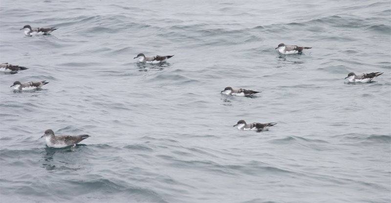 Buller's Shearwaters on the water 8-22-08 - Monterey Bay