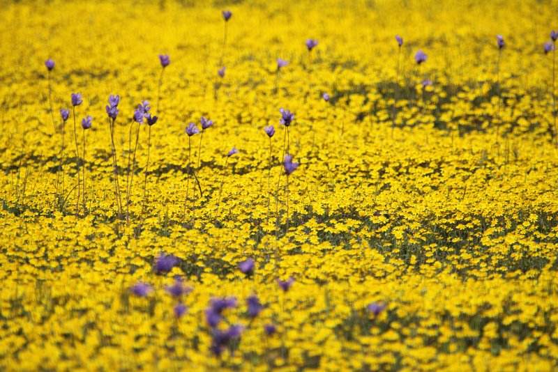 Goldfield telephoto