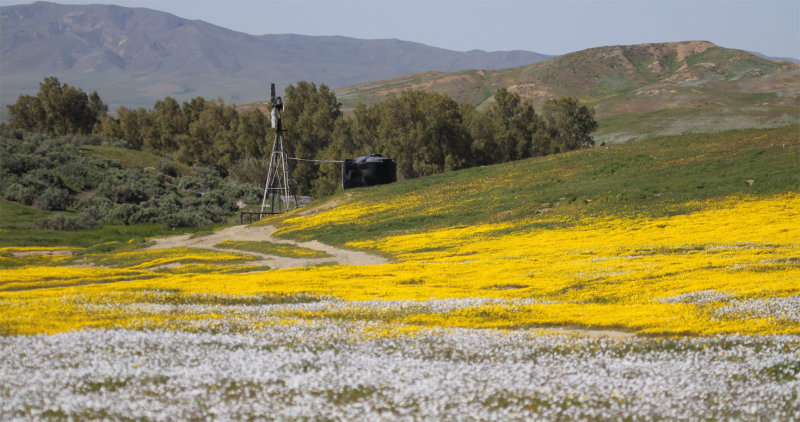 Mercy Hotsprings Windmill