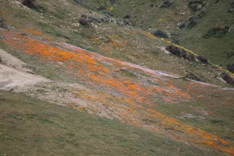 Shotgun Pass poppies