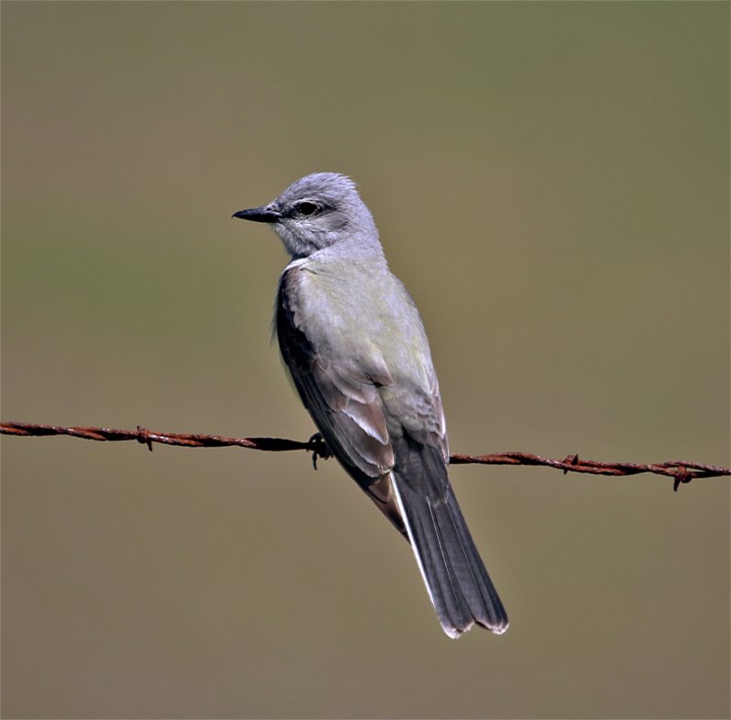 Western Kingbird