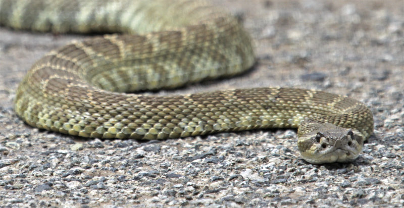 San Benito County Rattler