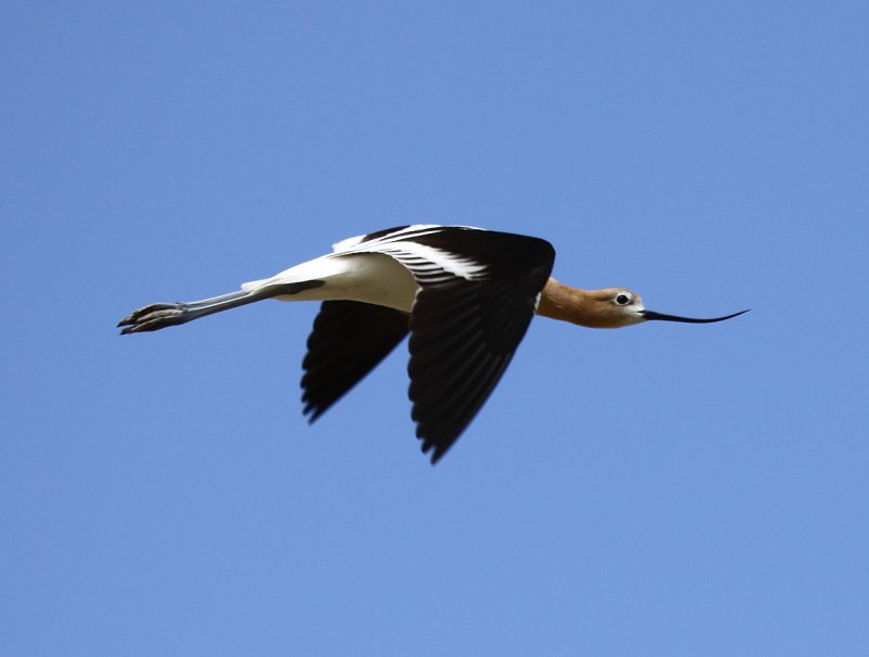 American Avocet in Flight