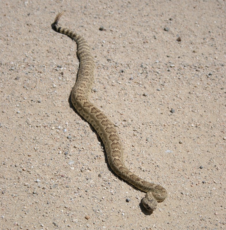 Soda Lake Rd. Rattler