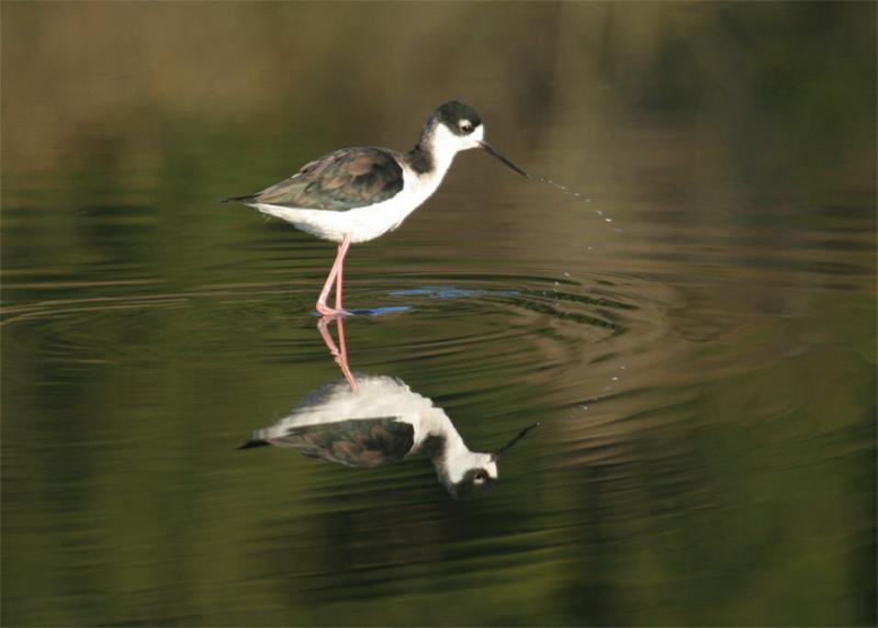 Stilt Reflections