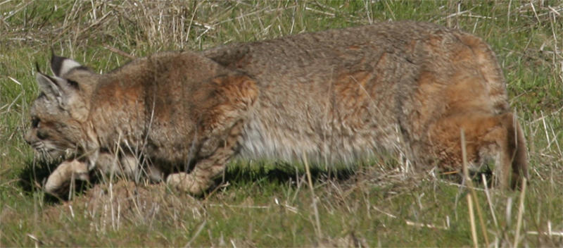 Bobcat - Stalking Prey