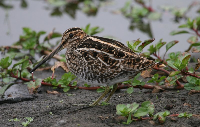 Wilson's Snipe