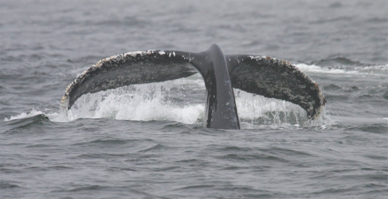 Humpback Whale Tail Flukes