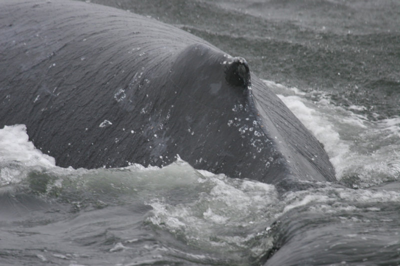 Humpback Whale - back
